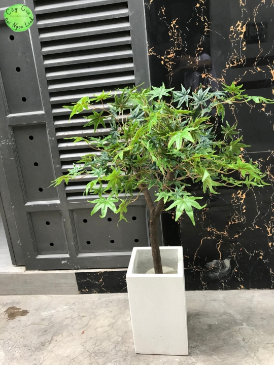 NL12-4 Cây phong lá xanh 1,2m 