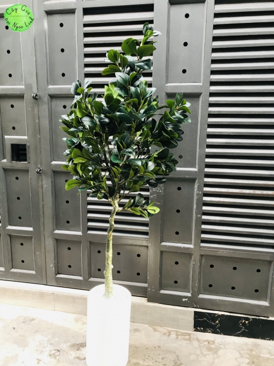 NL15-2 Cây hạnh phúc 1,5m 