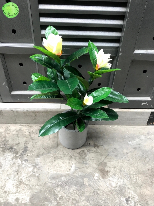 NL16-1  Cây hoa chè 90cm