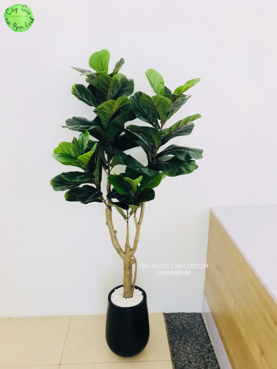 CÂY BÀNG SINGAPORE GIẢ CAO 1.5M  