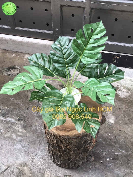 Cây trầu bà 30cm 