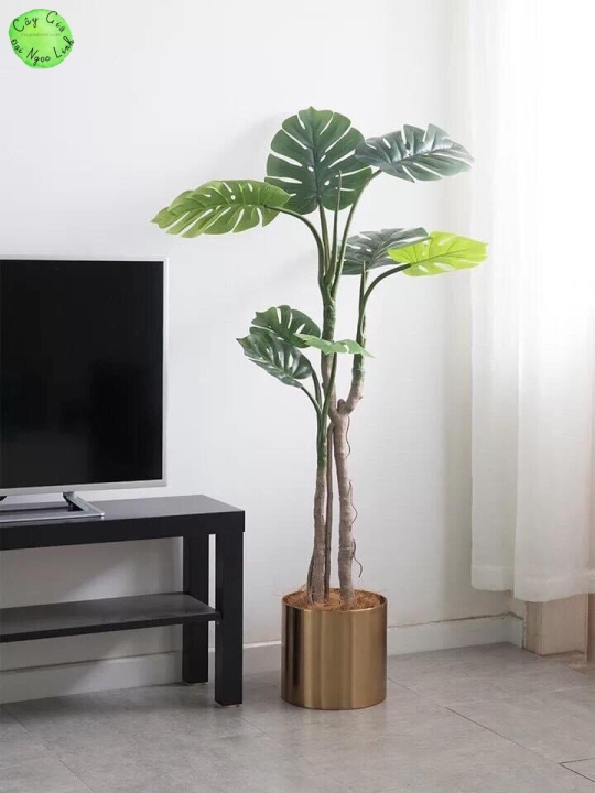NL30-10 Cây trầu bà thân leo 1,75m 