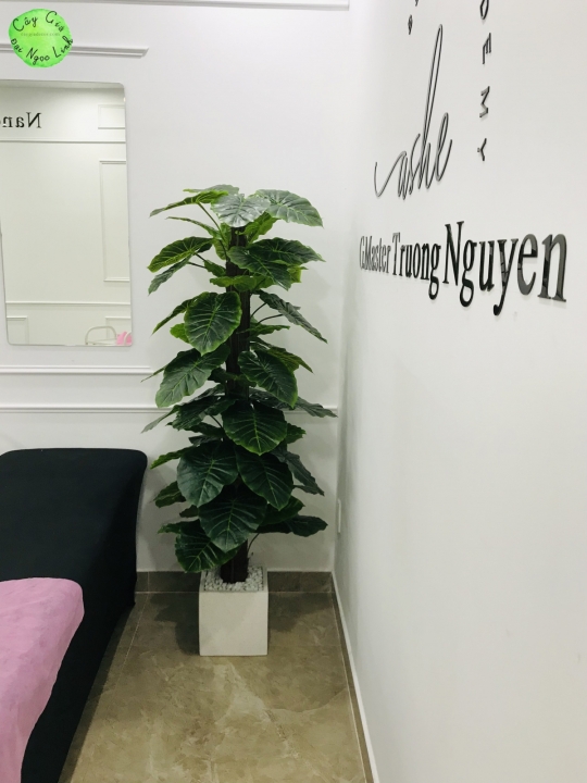 NL30-13 Cây trầu bà cột 1,6m 