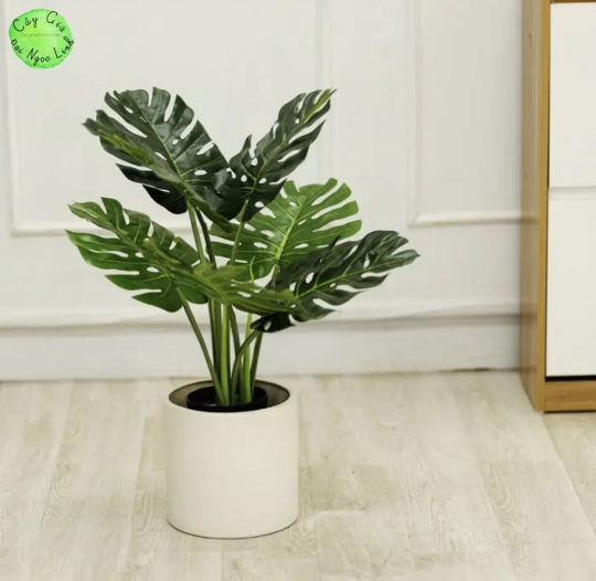 Cây trầu bà nam mỹ 60cm