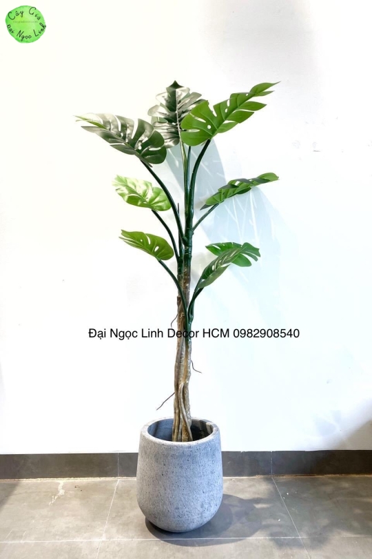 NL30-9 Cây trầu bà thân leo 1,5m