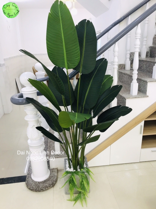 CÂY CHUỐI RẺ QUẠT GHÉP ĐÔI 1,6M