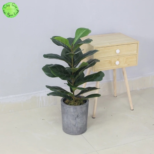 Cây bàng singapore giả 70cm NL2-3 