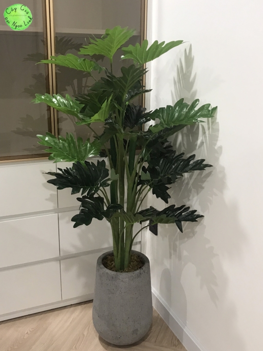 NL30-14 Cây trầu bà thanh xuân 1,2m