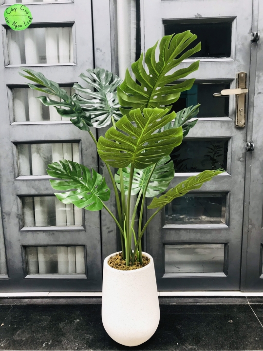 Cây trầu bà nam mỹ 1m
