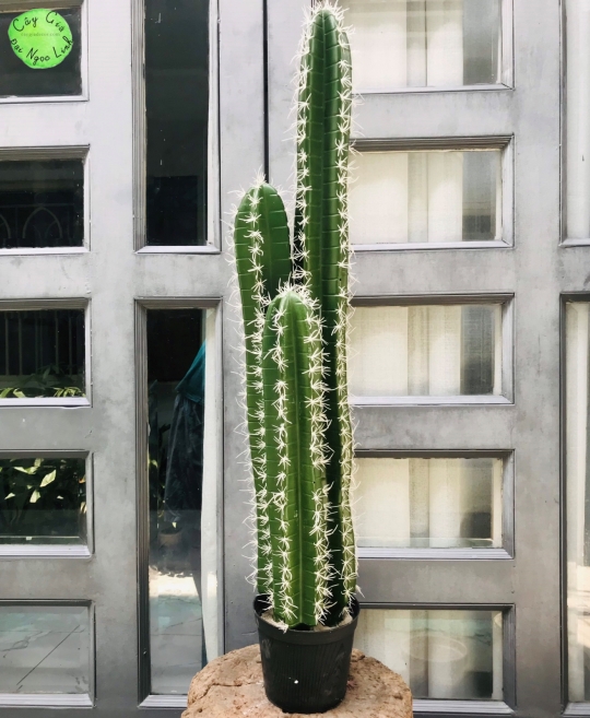 NL100-5 Xương rồng cụm 3 thân 90cm