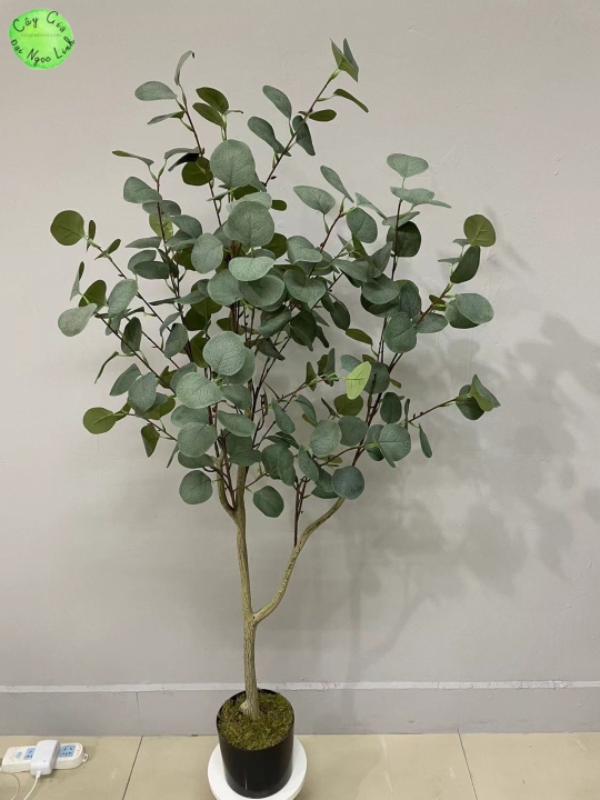 CÂY BẠCH ĐÀN 1,2M NL1-6