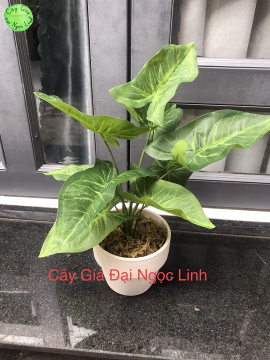 CÂY MINI ĐỂ BÀN NL300-3