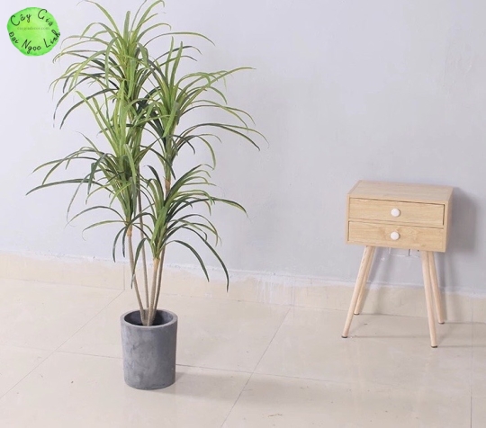 CÂY PHẤT DỤ THÂN MẢNH NL34-2