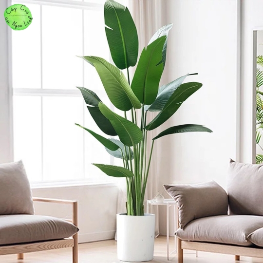 CÂY CHUỐI RẺ QUẠT 1.95m