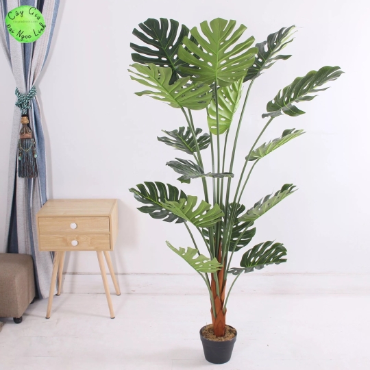 NL30-6 Cây trầu bà nam mỹ 1,6m
