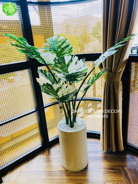TRẦU BÀ LÁ XẺ LÁ ĐỐM NL30-15