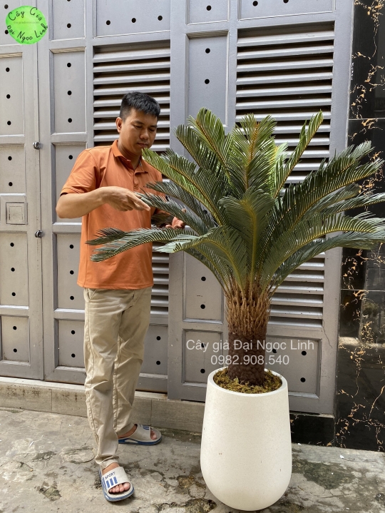 Cây vạn tuế 1,2m -NL29-1  
