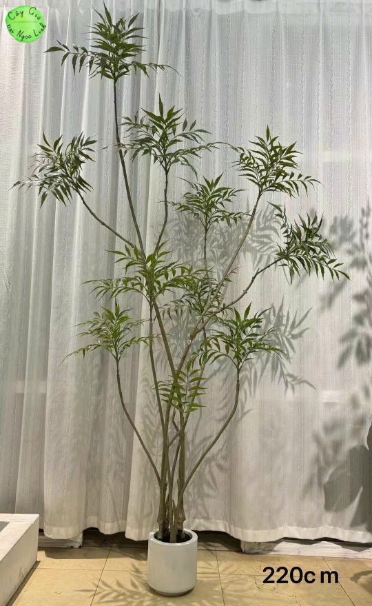 cây hoàng liên trang trí nội thất sang trọng nl35-1