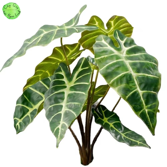 CHẬU CÂY MÔN QUAN ÂM ĐỂ BÀN NL300-8